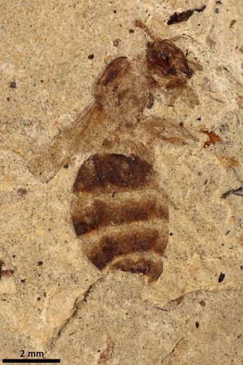Media type: image;   Entomology PALE-14047